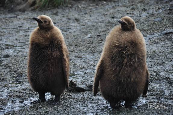 Os filhotes de pinguins rei tem a penagem marrom (em Salisbury Plain, na Geórgia do Sul)